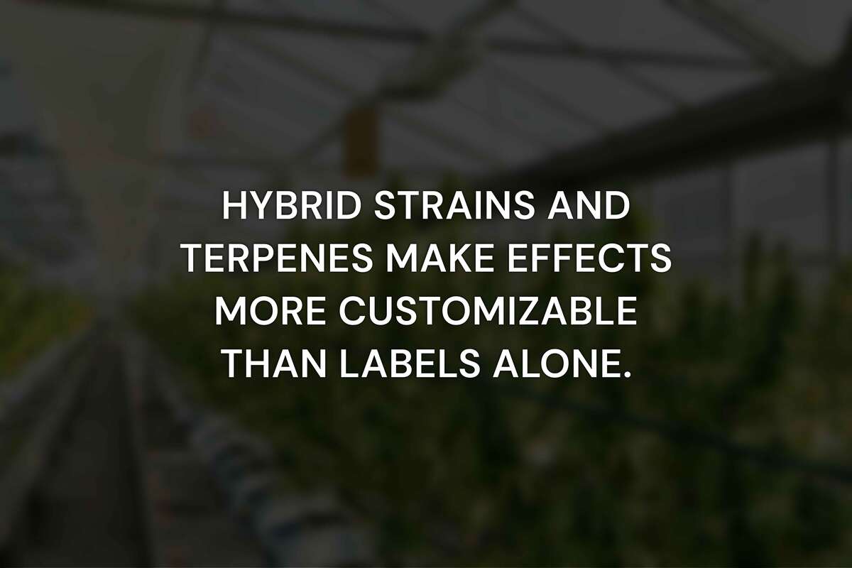 What Is the Difference Between Sativa, Indica, and Hybrid Strains?