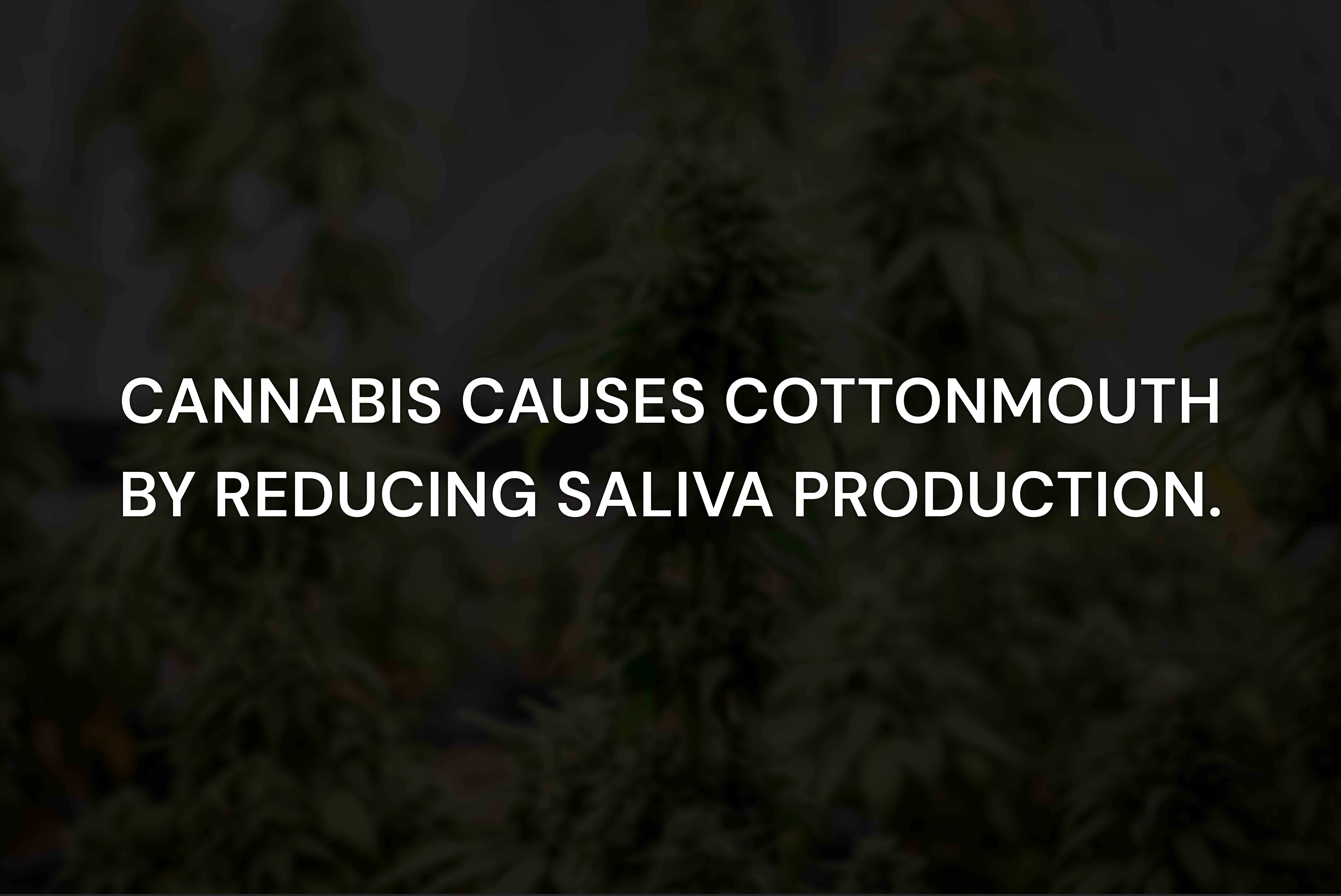 Why Does Cannabis Cause Cottonmouth and How Do You Treat It?