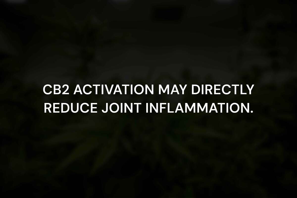 The Biology: How Cannabis Acts on Joint Inflammation